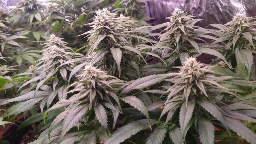 Zamnesia Mixed Grow Project. Week 12