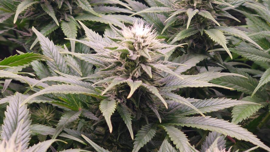 Zamnesia Mixed Grow Project. Week 12