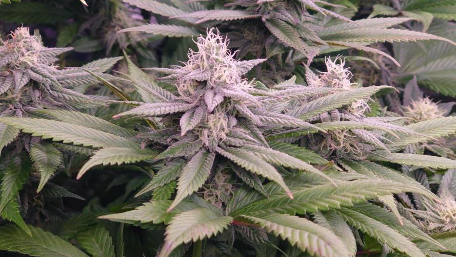 Zamnesia Mixed Grow Project. Week 12