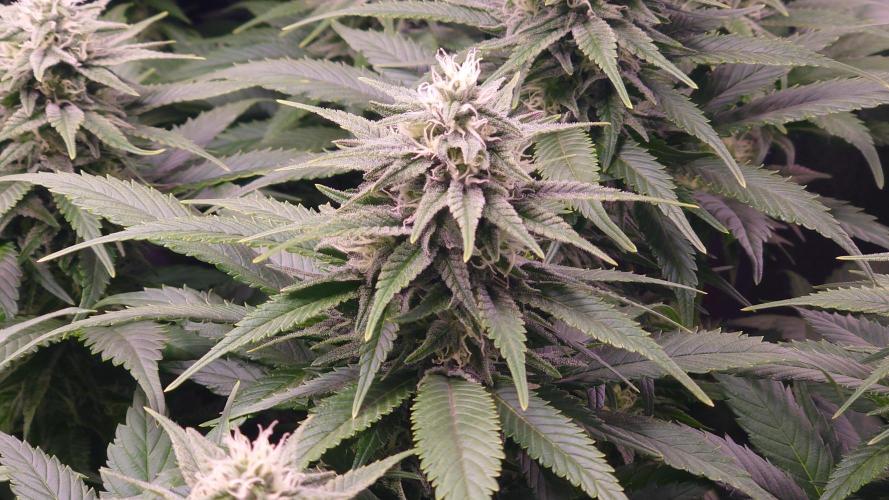 Zamnesia Mixed Grow Project. Week 12