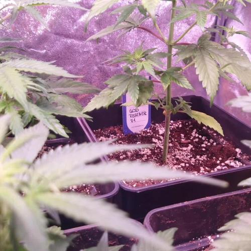 Zamnesia Mixed Grow Project