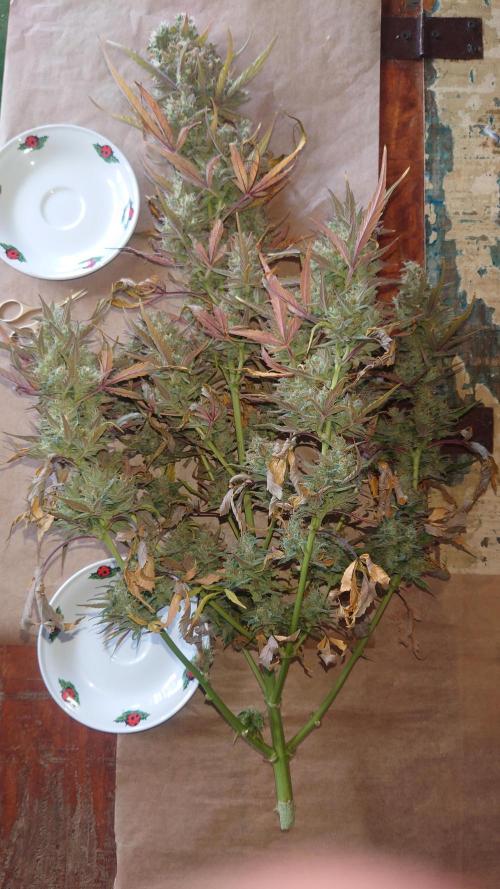 Zamnesia Mixed Grow Project. Week 13