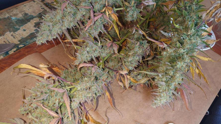 Zamnesia Mixed Grow Project. Week 13