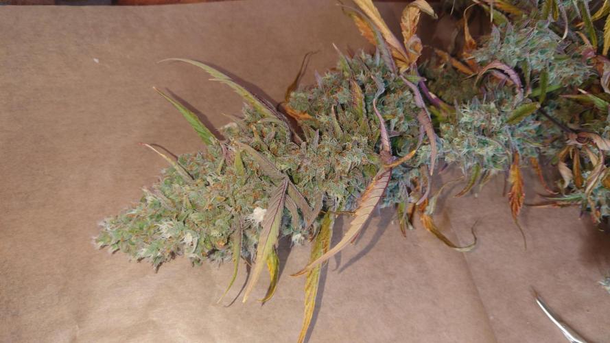 Zamnesia Mixed Grow Project. Week 13