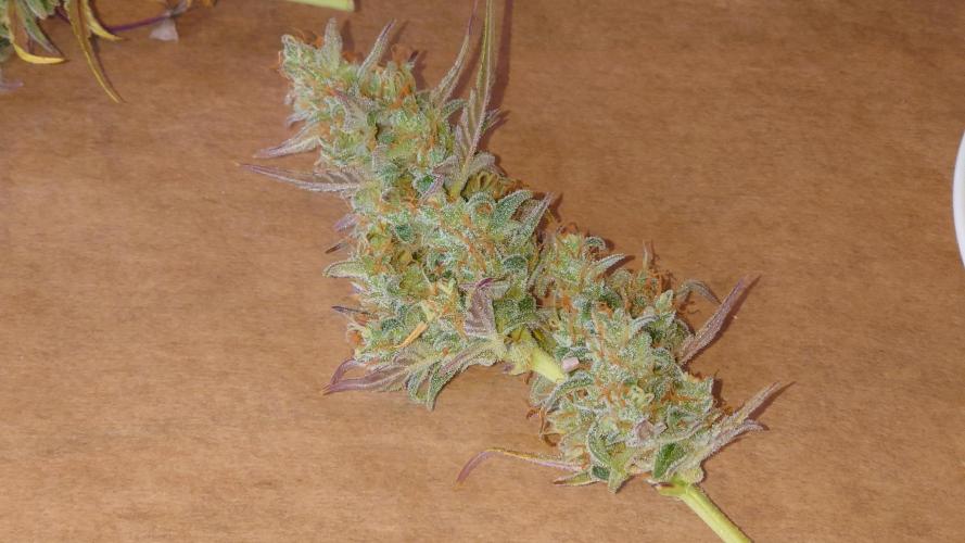 Zamnesia Mixed Grow Project. Week 13