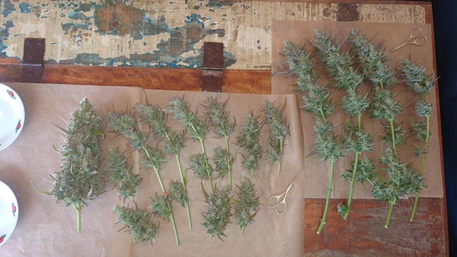 Zamnesia Mixed Grow Project. Week 13