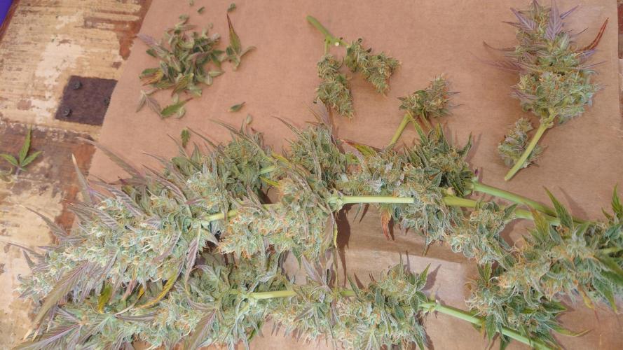 Zamnesia Mixed Grow Project. Week 13