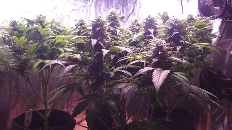 Zamnesia Mixed Grow Project. Week 12