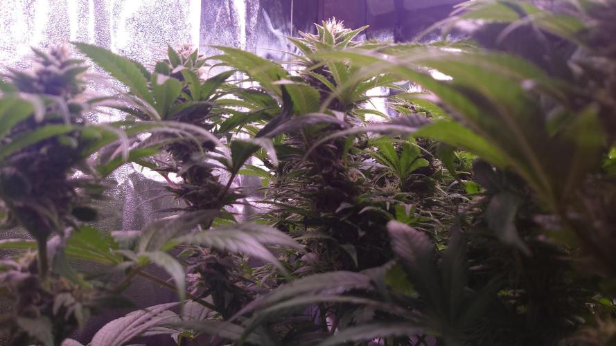Zamnesia Mixed Grow Project. Week 12