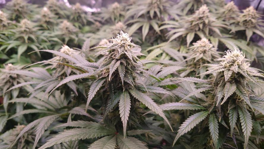 Zamnesia Mixed Grow Project. Week 12
