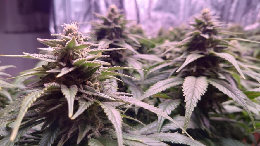 Zamnesia Mixed Grow Project. Week 12