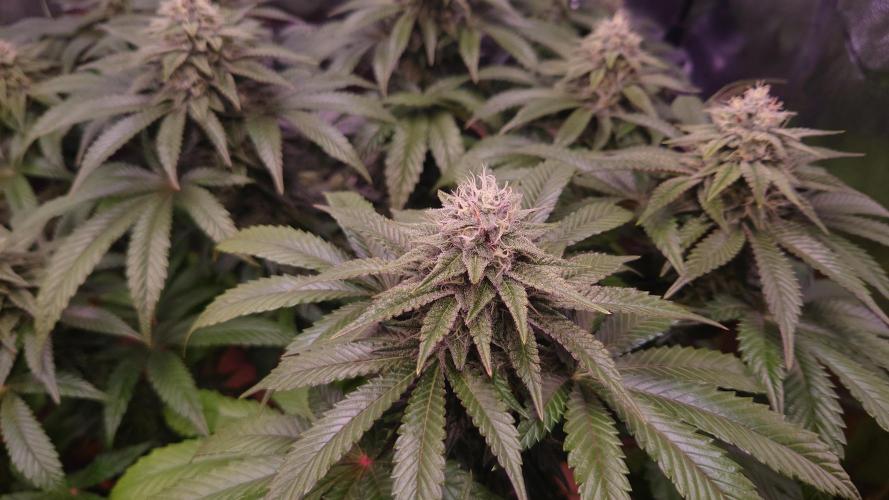 Zamnesia Mixed Grow Project. Week 12