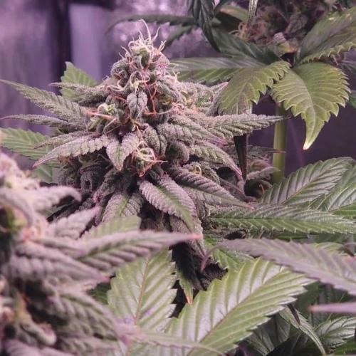 Zamnesia Mixed Grow Project