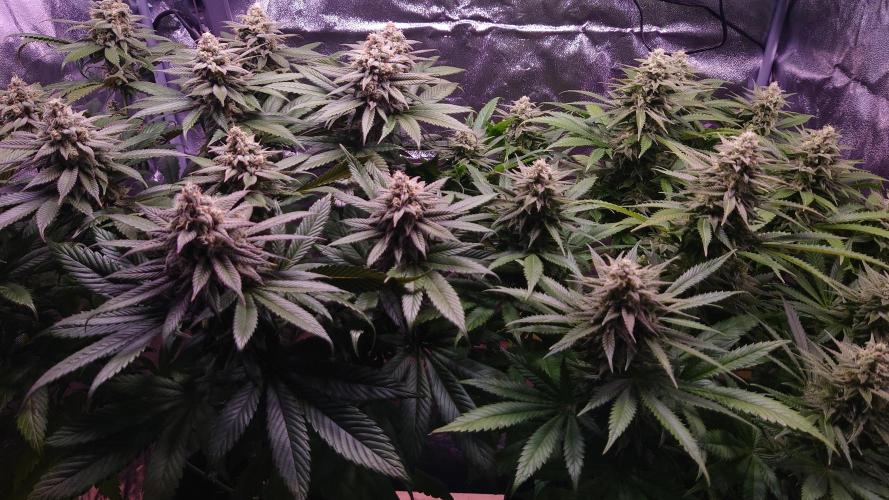 Zamnesia Mixed Grow Project. Week 13