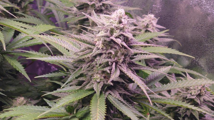 Zamnesia Mixed Grow Project. Week 13