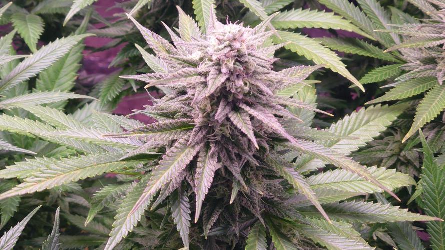 Zamnesia Mixed Grow Project. Week 13