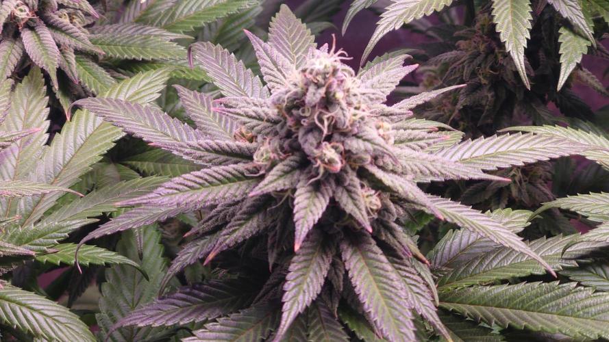 Zamnesia Mixed Grow Project. Week 13