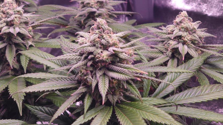 Zamnesia Mixed Grow Project. Week 13