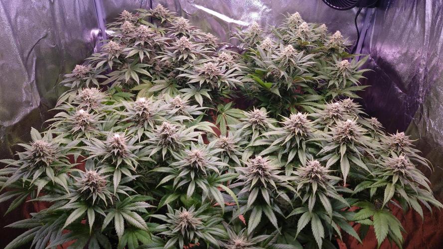 Zamnesia Mixed Grow Project. Week 13
