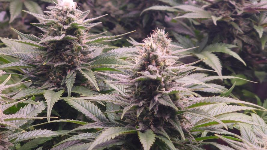 Zamnesia Mixed Grow Project. Week 13