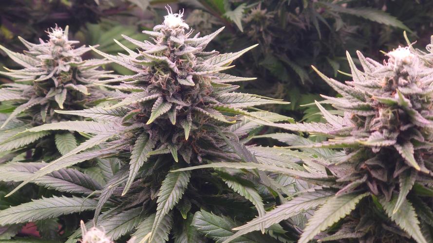 Zamnesia Mixed Grow Project. Week 13