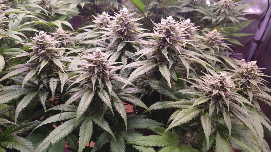 Zamnesia Mixed Grow Project. Week 13