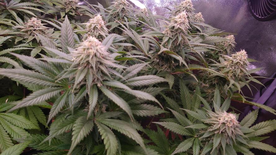 Zamnesia Mixed Grow Project. Week 13
