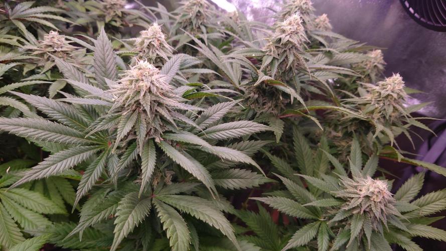 Zamnesia Mixed Grow Project. Week 13