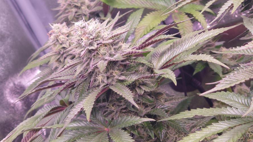 Zamnesia Mixed Grow Project. Week 13