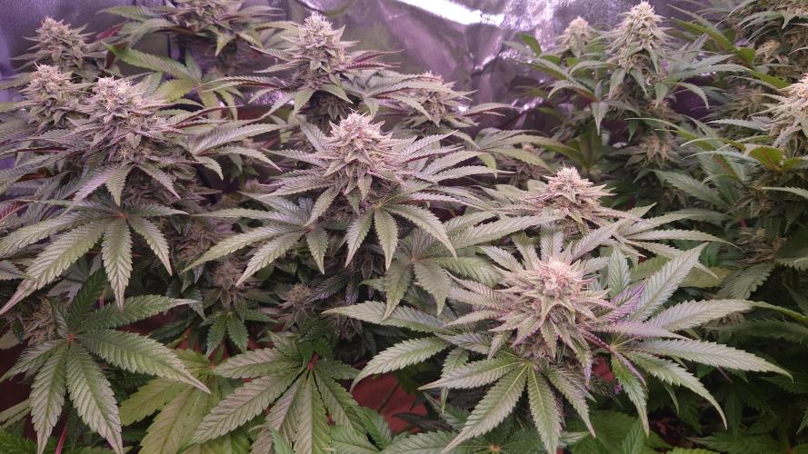 Zamnesia Mixed Grow Project. Week 13