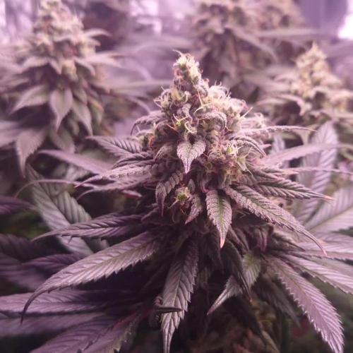 Zamnesia Mixed Grow Project