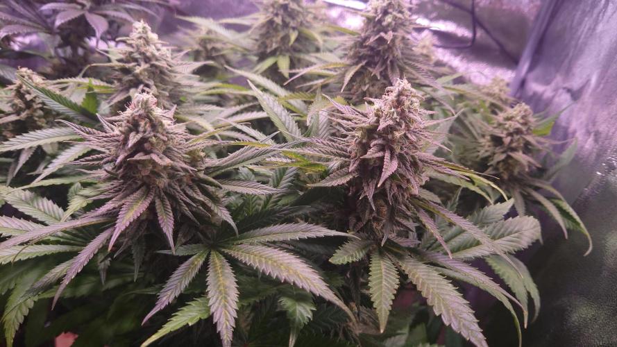 Zamnesia Mixed Grow Project. Week 14