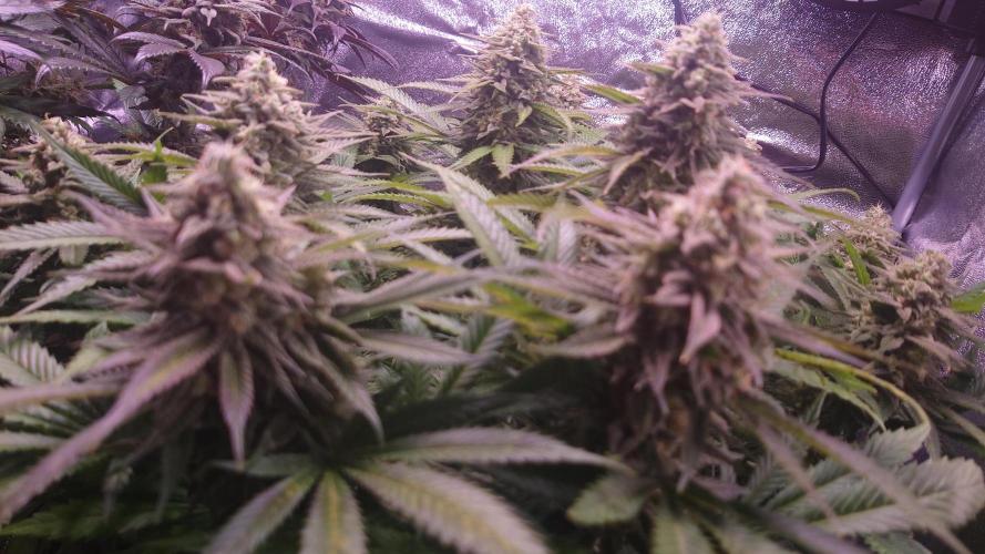 Zamnesia Mixed Grow Project. Week 14
