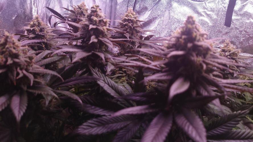 Zamnesia Mixed Grow Project. Week 14