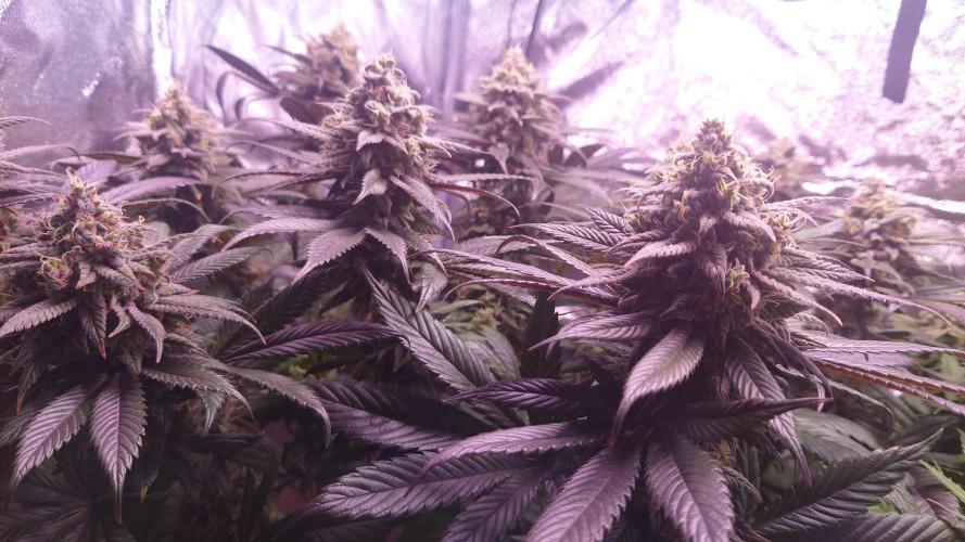 Zamnesia Mixed Grow Project. Week 14