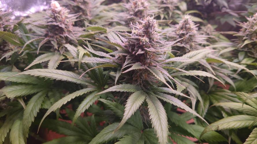 Zamnesia Mixed Grow Project. Week 14