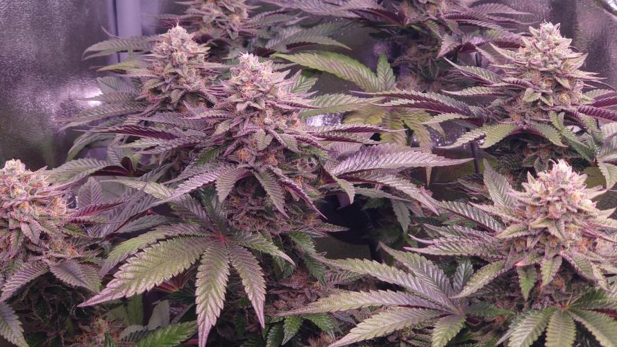 Zamnesia Mixed Grow Project. Week 14