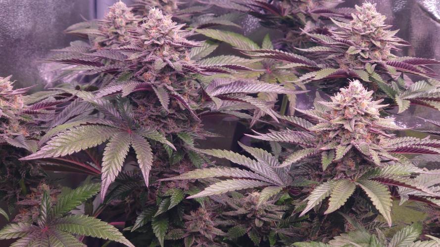 Zamnesia Mixed Grow Project. Week 14