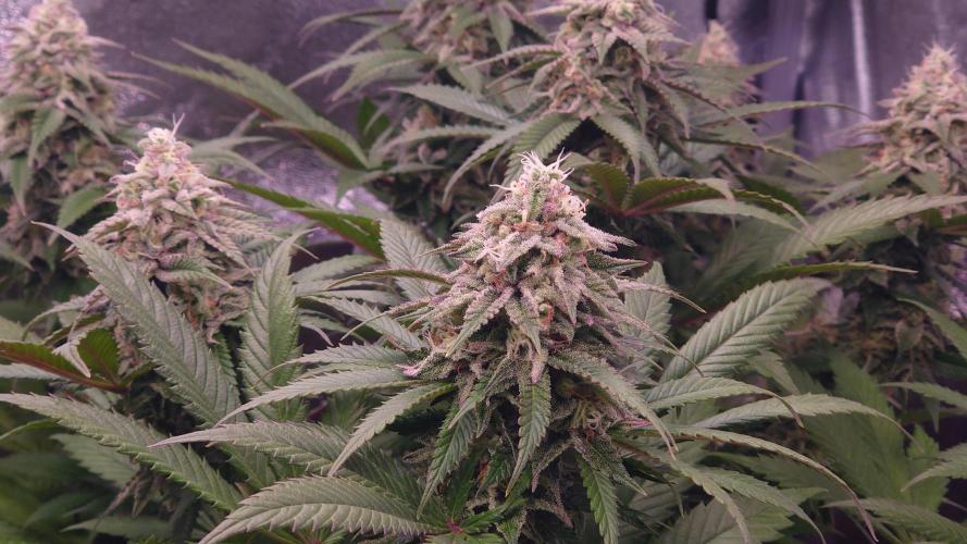 Zamnesia Mixed Grow Project. Week 14