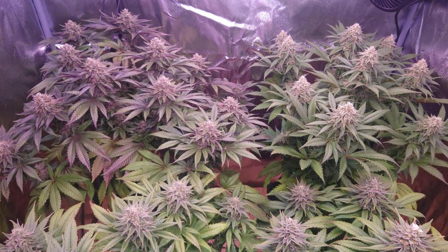 Zamnesia Mixed Grow Project. Week 14