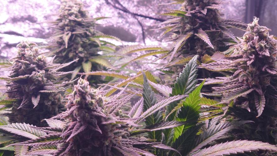 Zamnesia Mixed Grow Project. Week 15