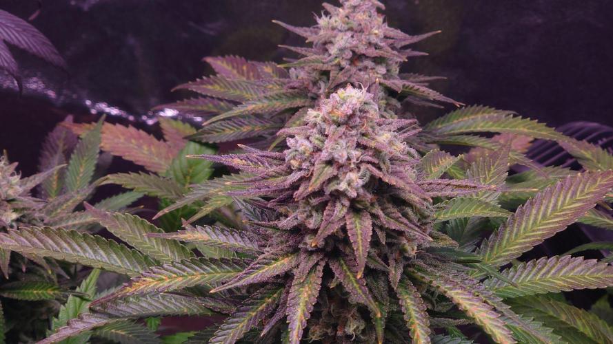Zamnesia Mixed Grow Project. Week 15