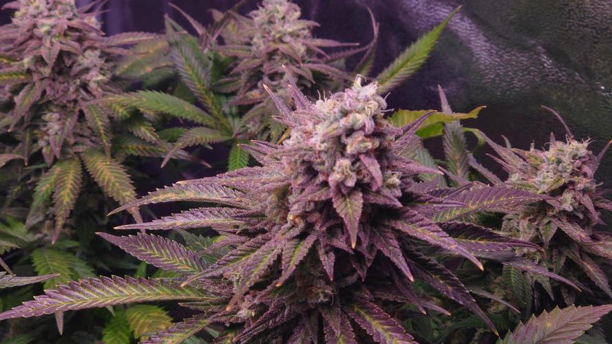 Zamnesia Mixed Grow Project. Week 15