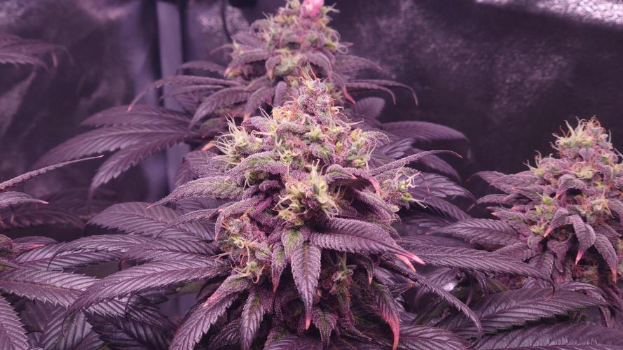 Zamnesia Mixed Grow Project. Week 15