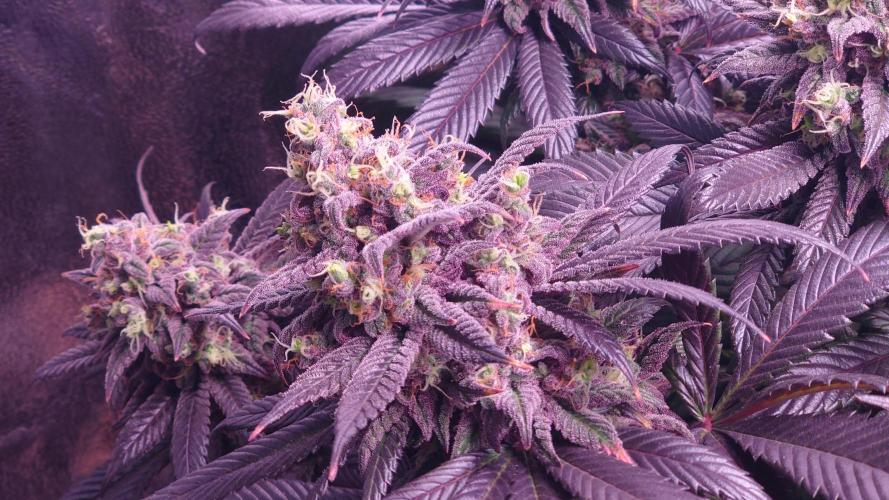 Zamnesia Mixed Grow Project. Week 15