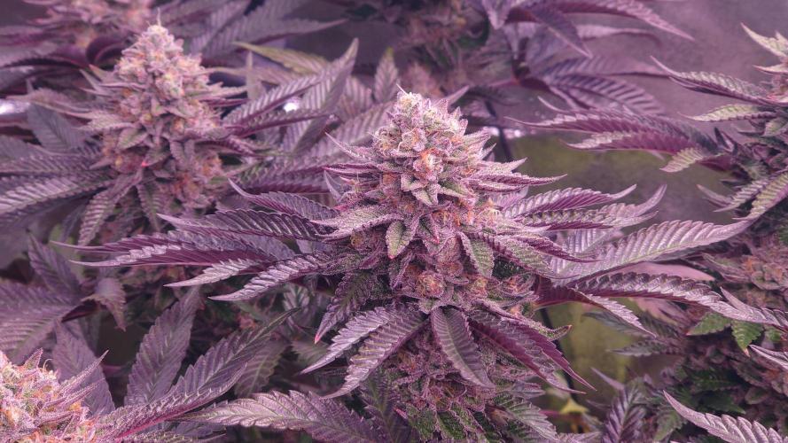 Zamnesia Mixed Grow Project. Week 15