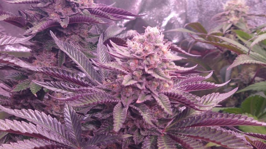 Zamnesia Mixed Grow Project. Week 15