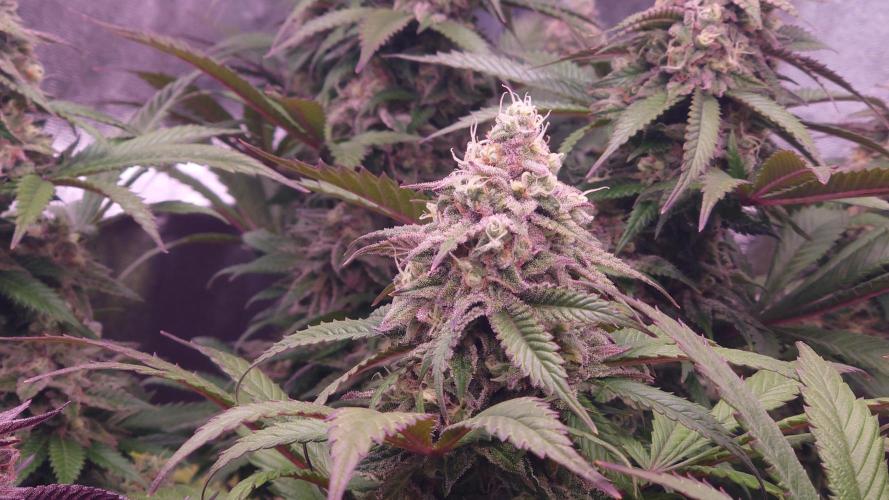 Zamnesia Mixed Grow Project. Week 15