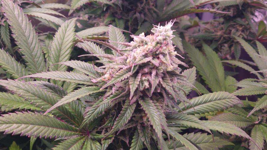Zamnesia Mixed Grow Project. Week 15
