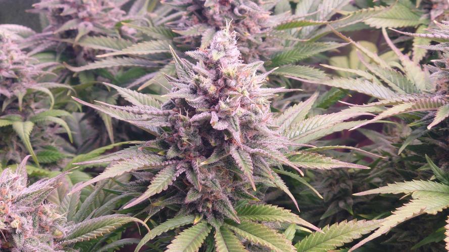 Zamnesia Mixed Grow Project. Week 15